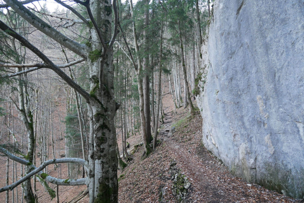 Kofel Aufstieg Wald