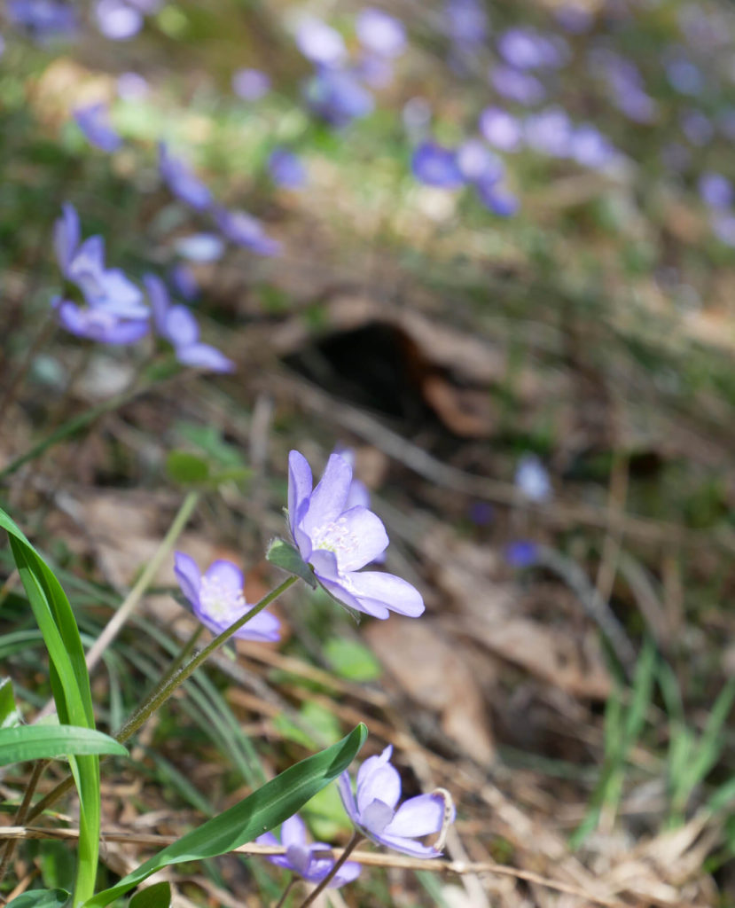 Brunnenkopf Frühling Blumen