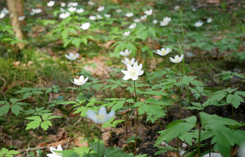 Brunnenkopf Natur