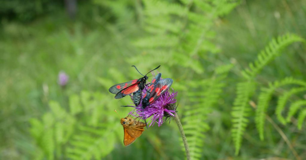 Eckenhütte Insekten