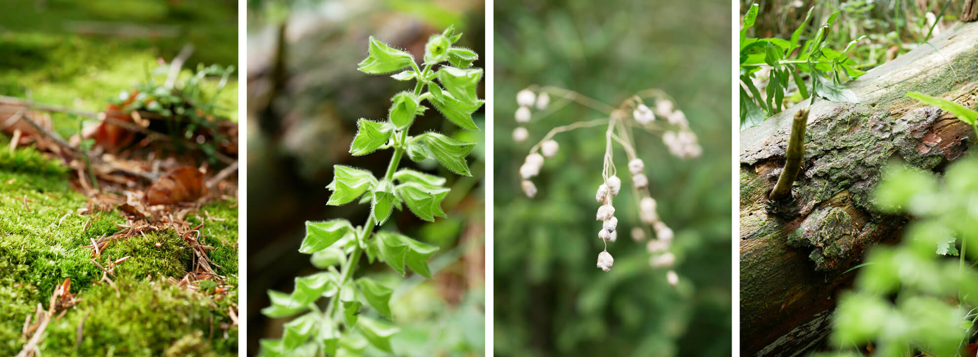 Ziegelspitz Ochsenkopf Natur