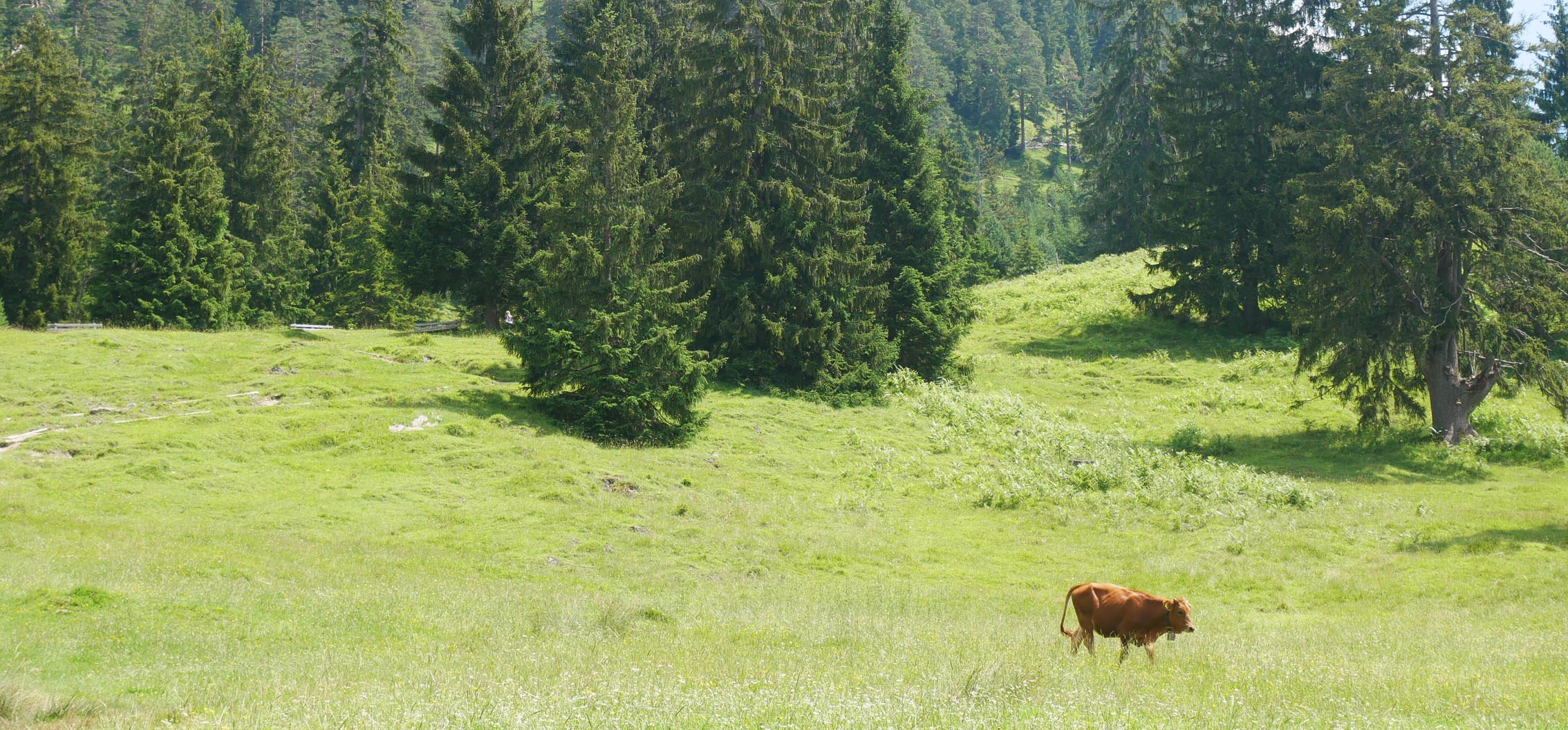 Kuh Eckenhütte Partenkirchen