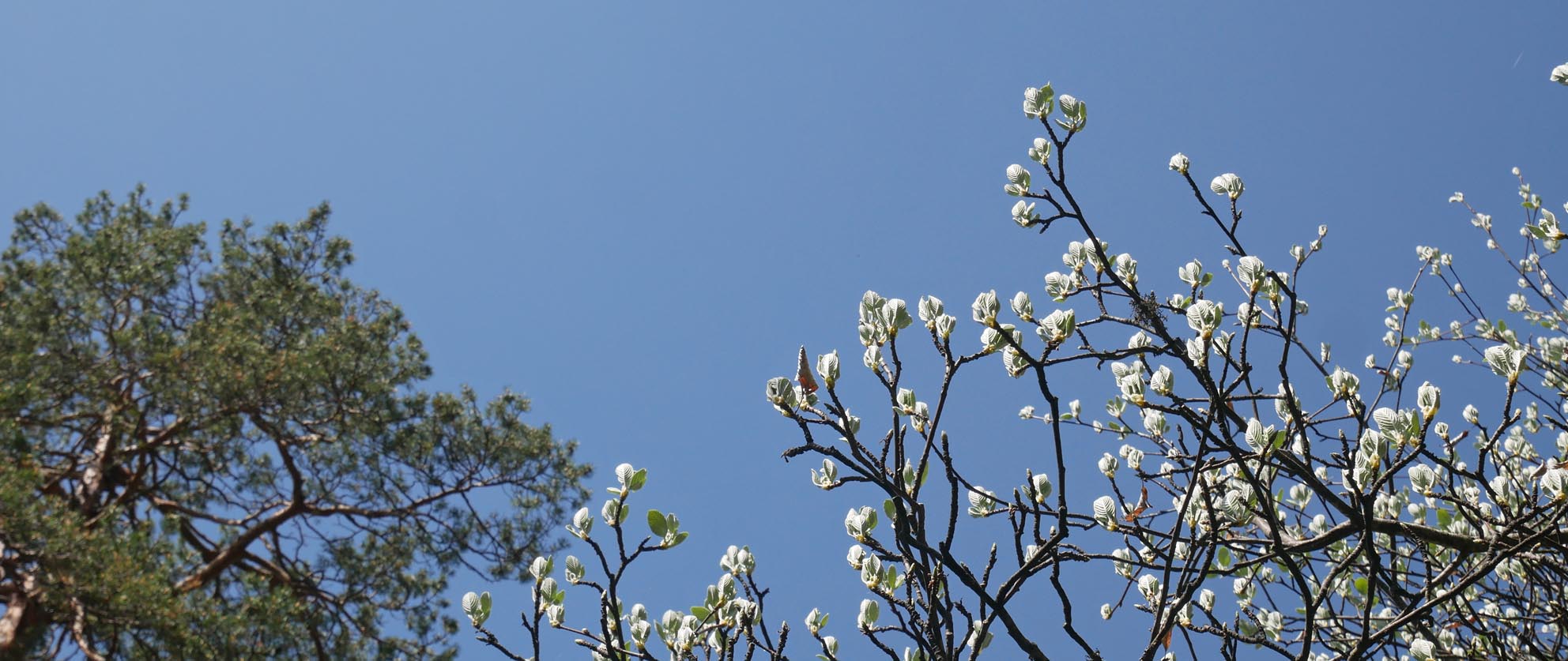 Königsstand Natur