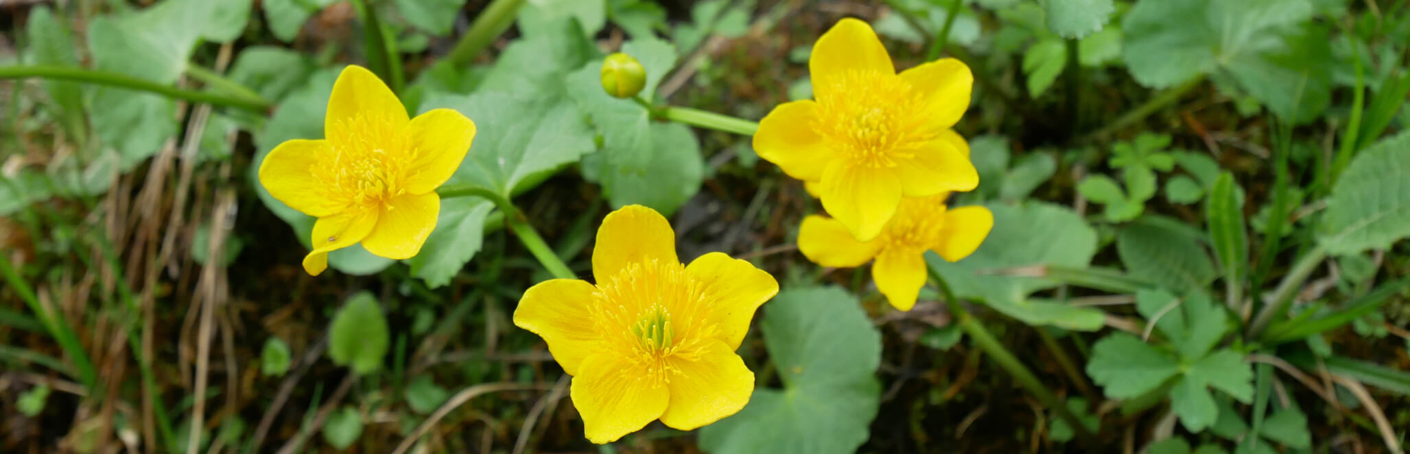 Pürschling Wanderung Blumen