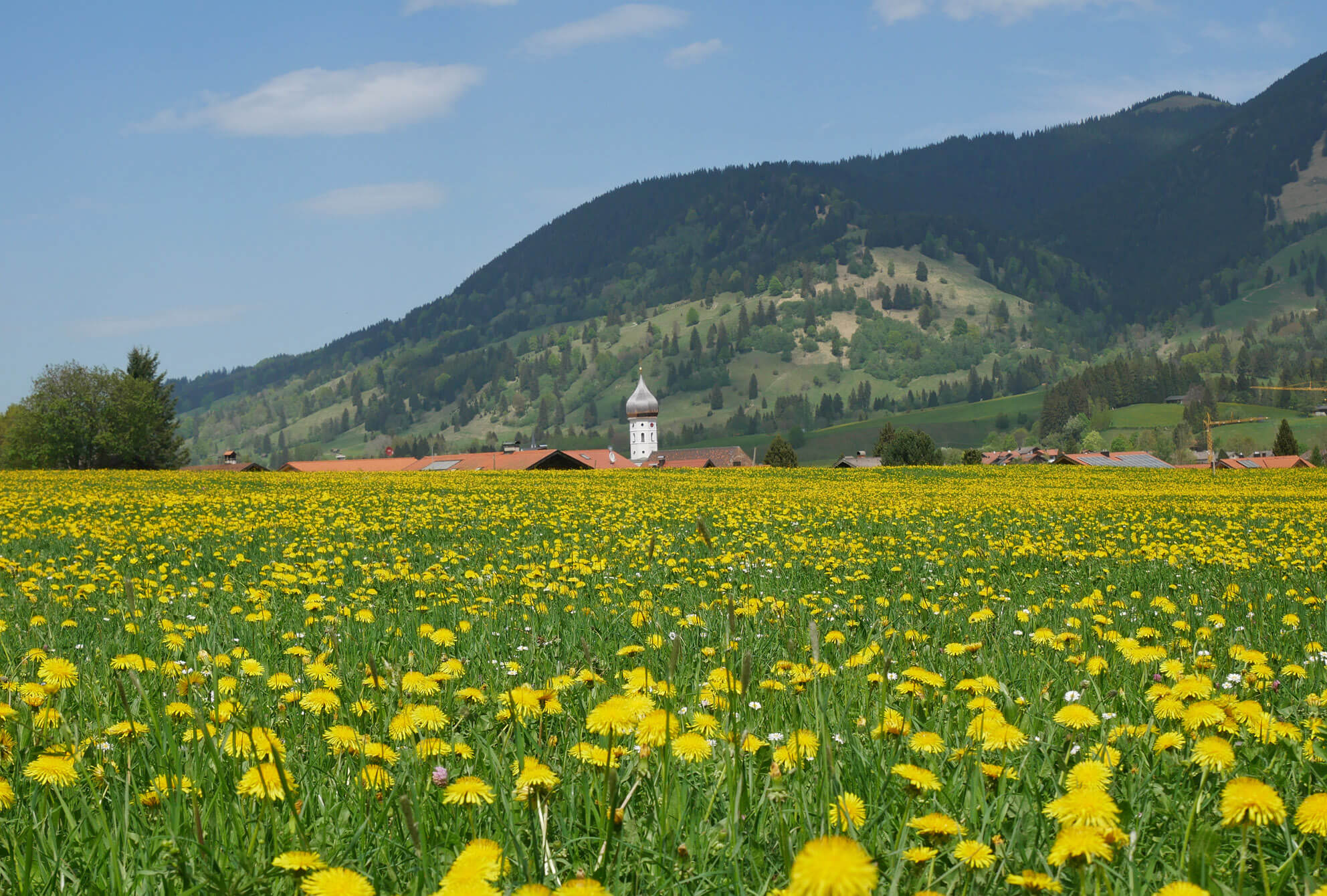 Unterammergau Blumenwiese