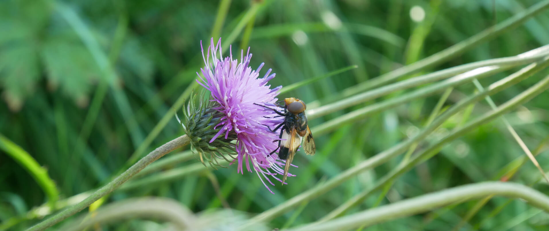 Alpenblumen Insekten