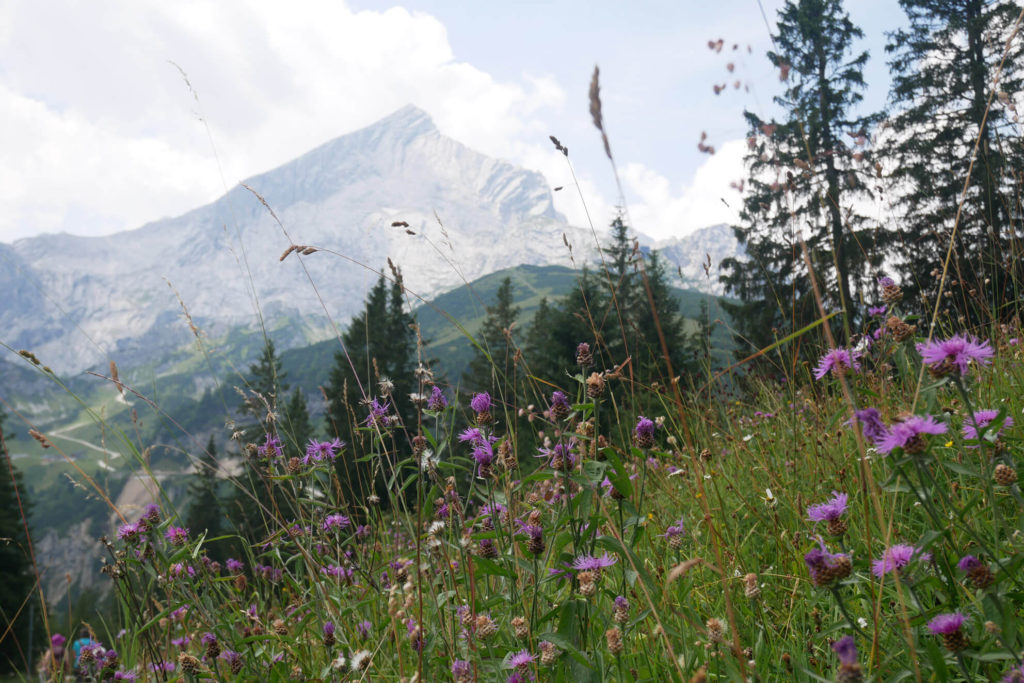 Alpspitze Sommerblumen