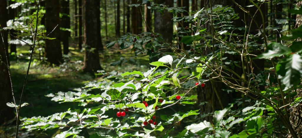 Barmsee Rundweg Wald