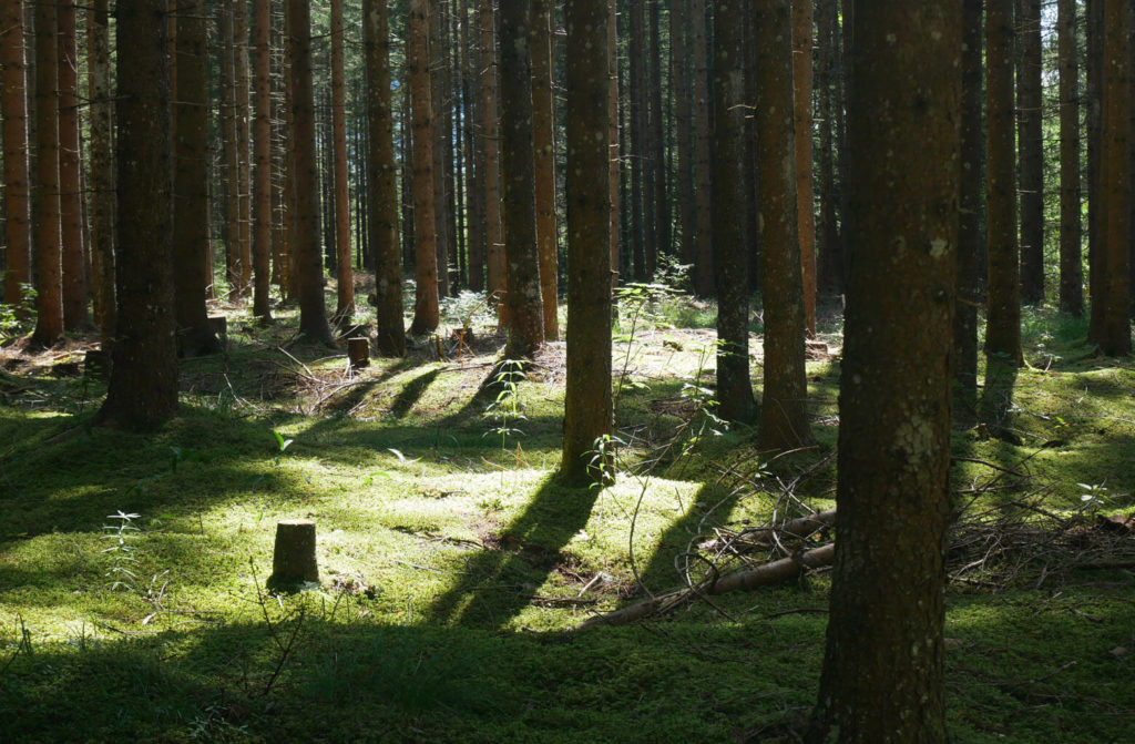 Barmsee Wald