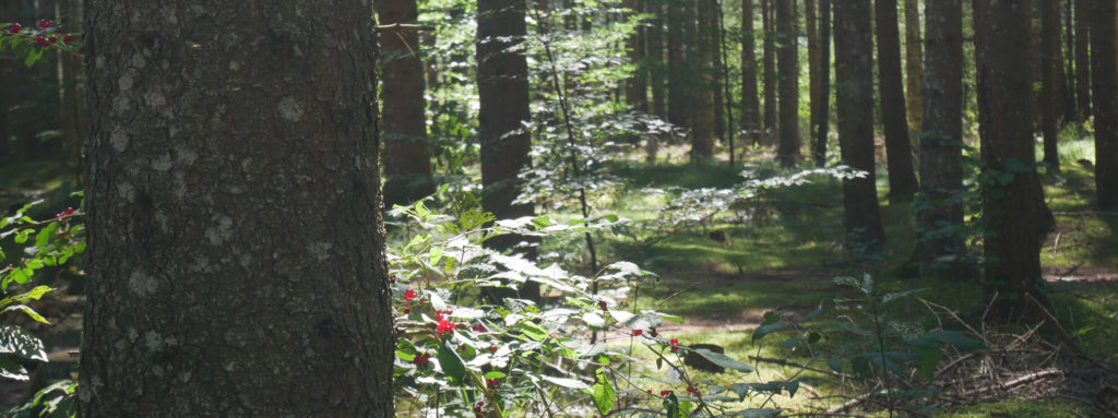 Barmsee Waldweg Rundweg