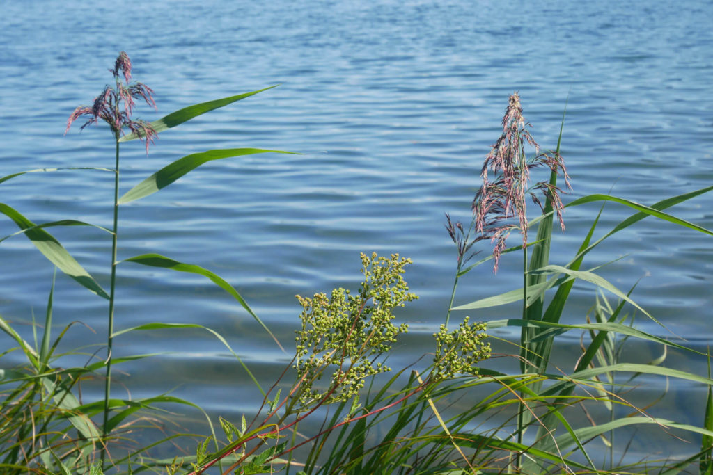 Barmsee Wasser