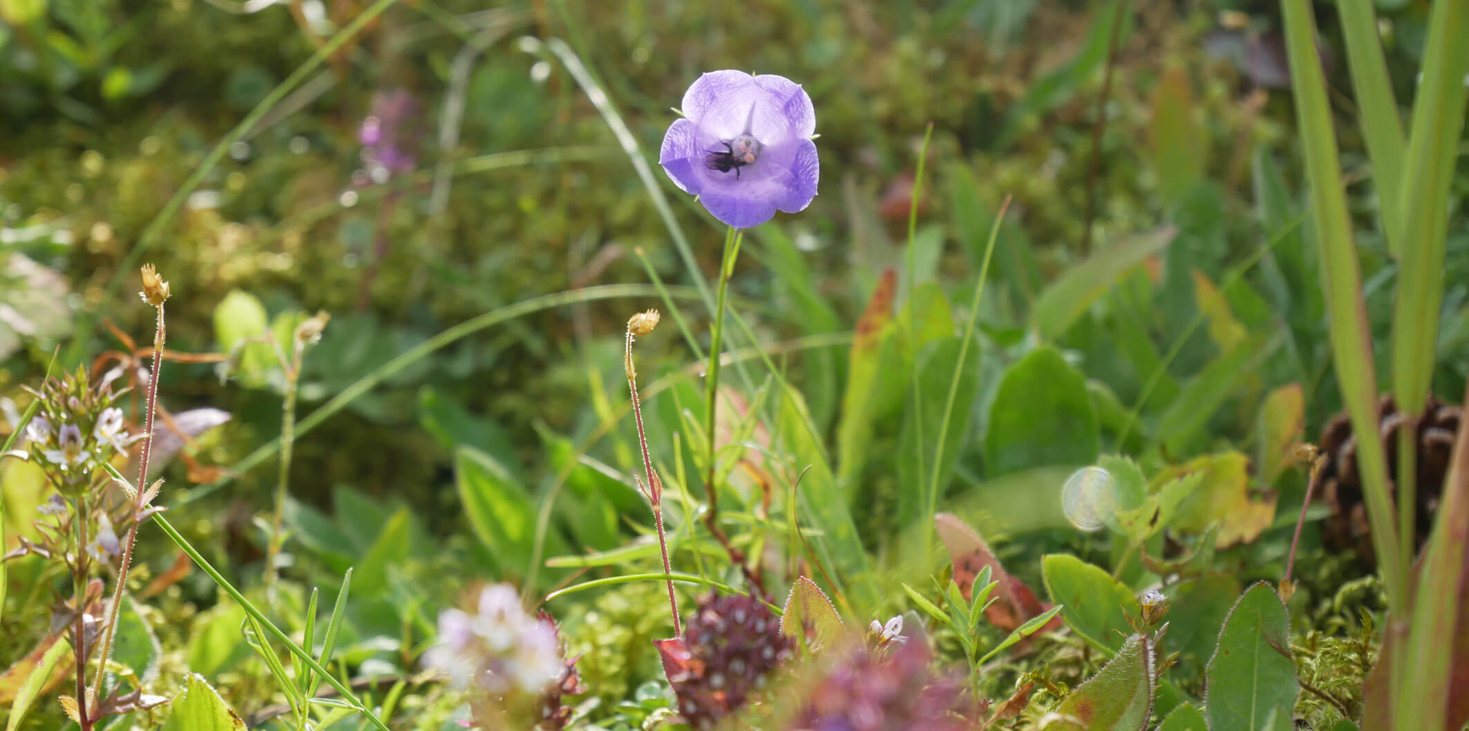 Bergblumen Garmisch