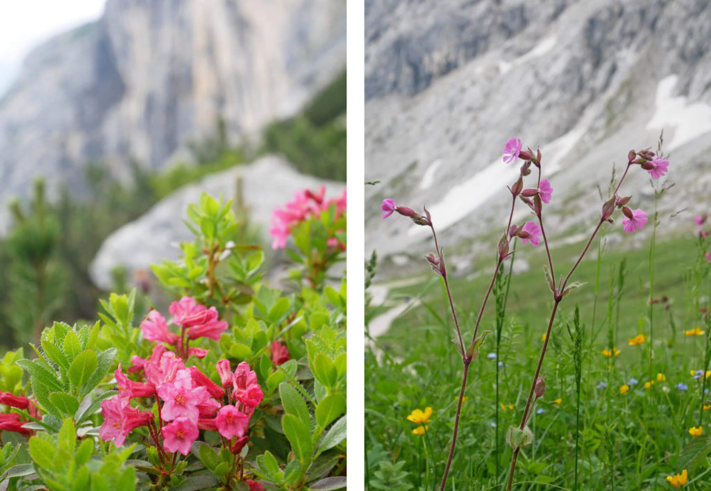 Bergblumen Osterfelderkopf