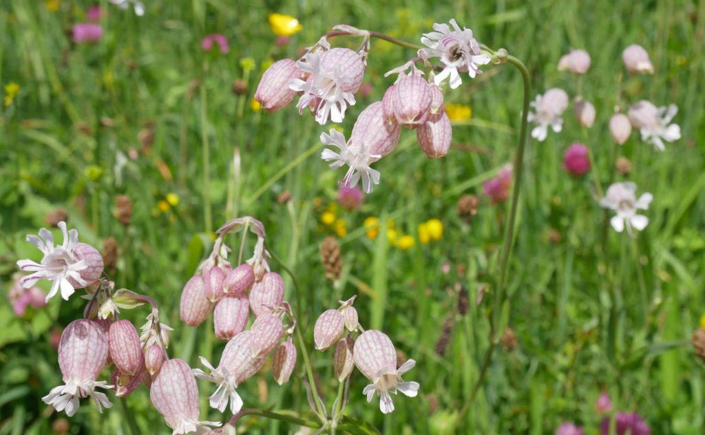 Blumen Hochalm