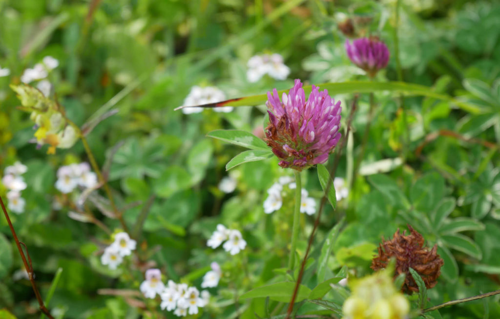 Garmisch Classic Bergblumen