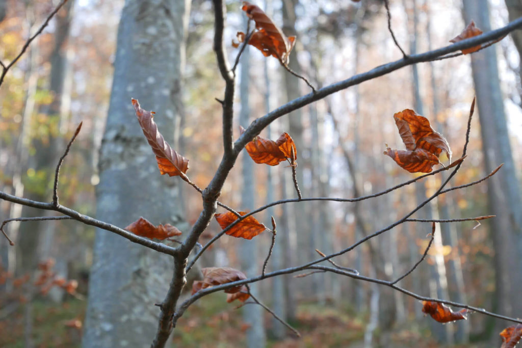 Jochberg Waldweg