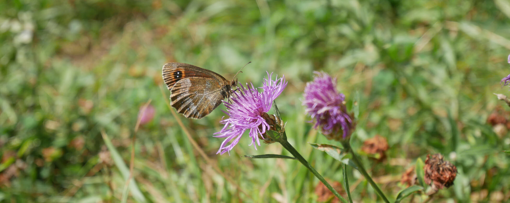 Loisachblick Schmetterling