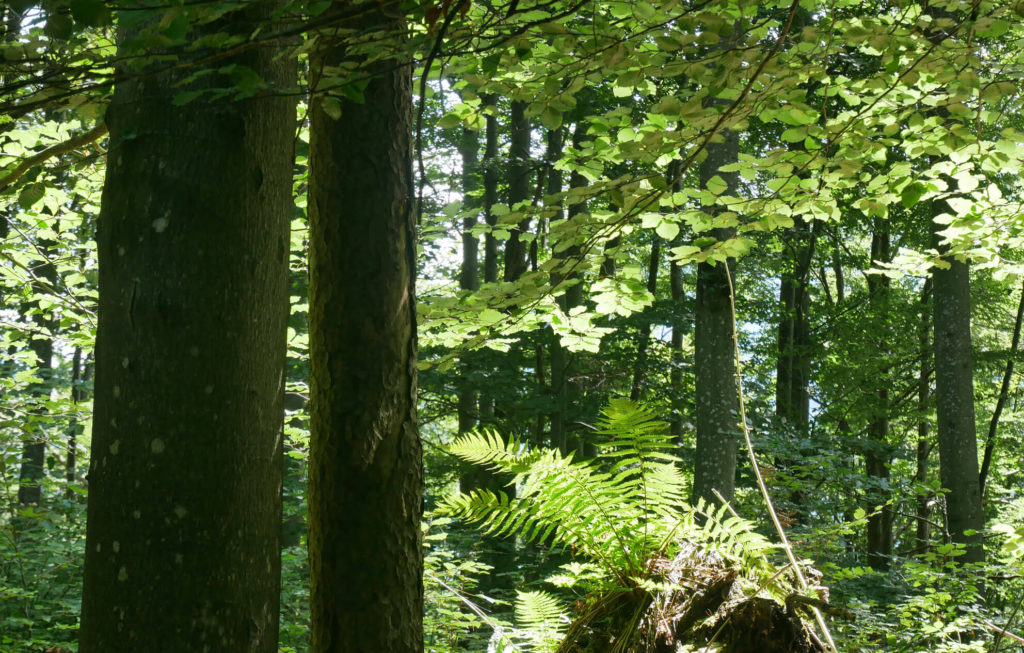 Loisachblick Wald