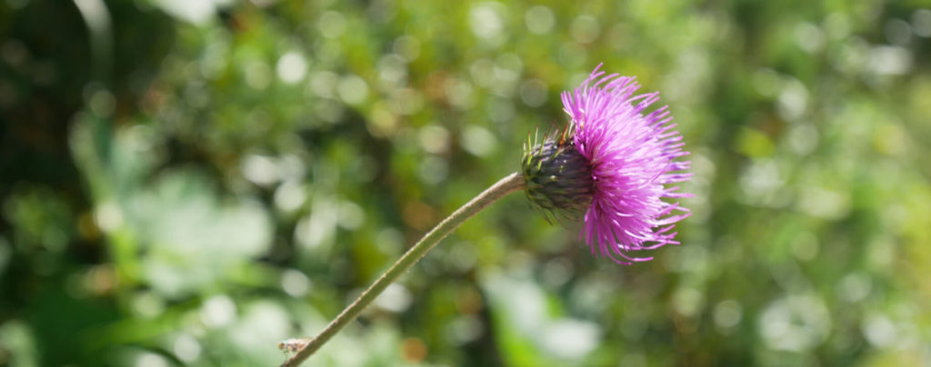 Längenfeld Garmisch Partenkirchen Blume