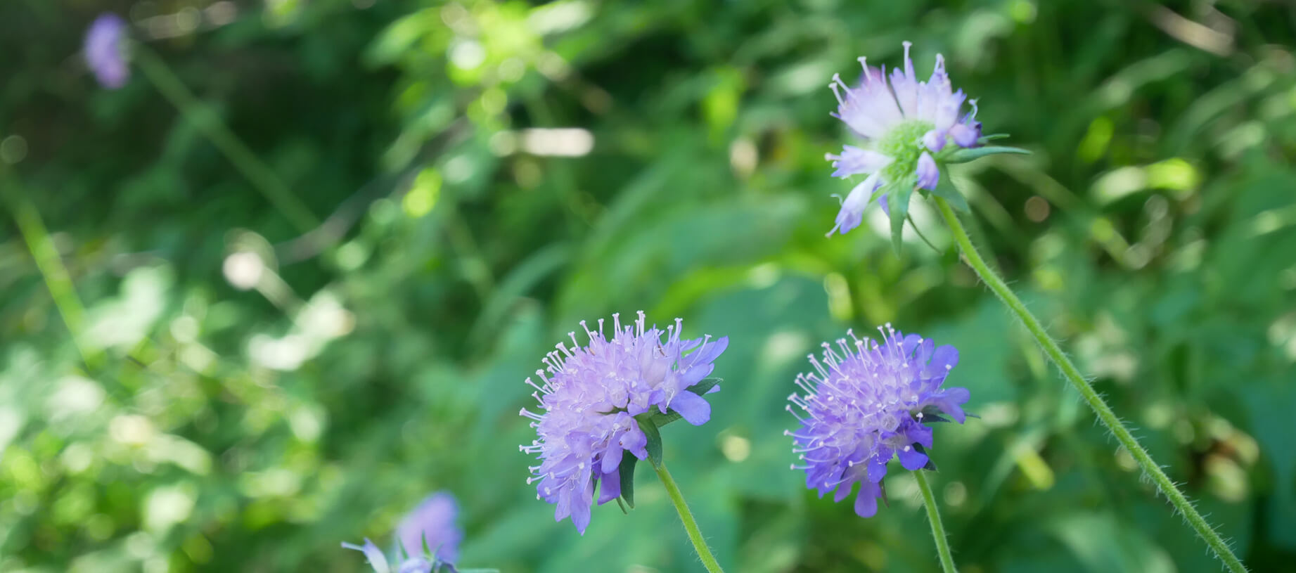 Schwarzenberg Alpenblumen