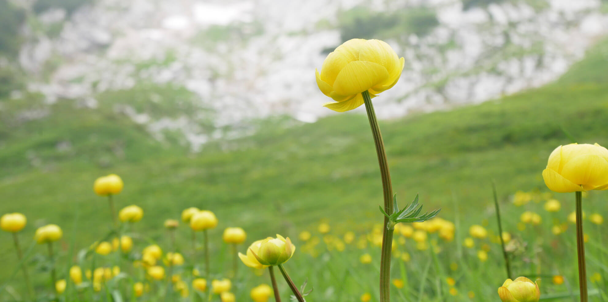 Trollblumen Osterfelderkopf