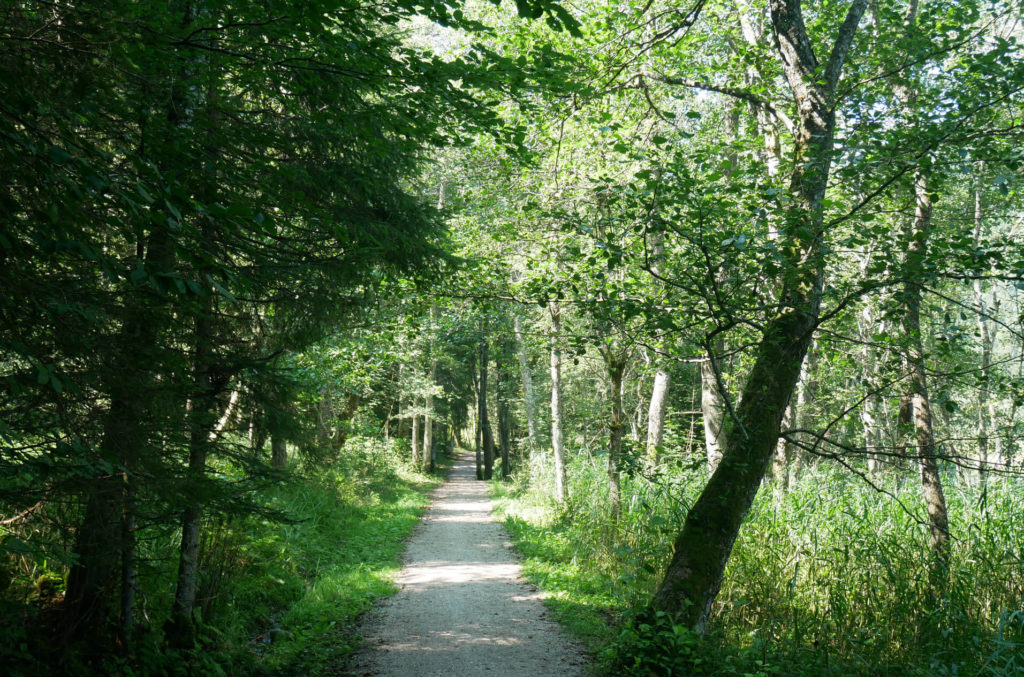 Wald Barmsee Rundweg