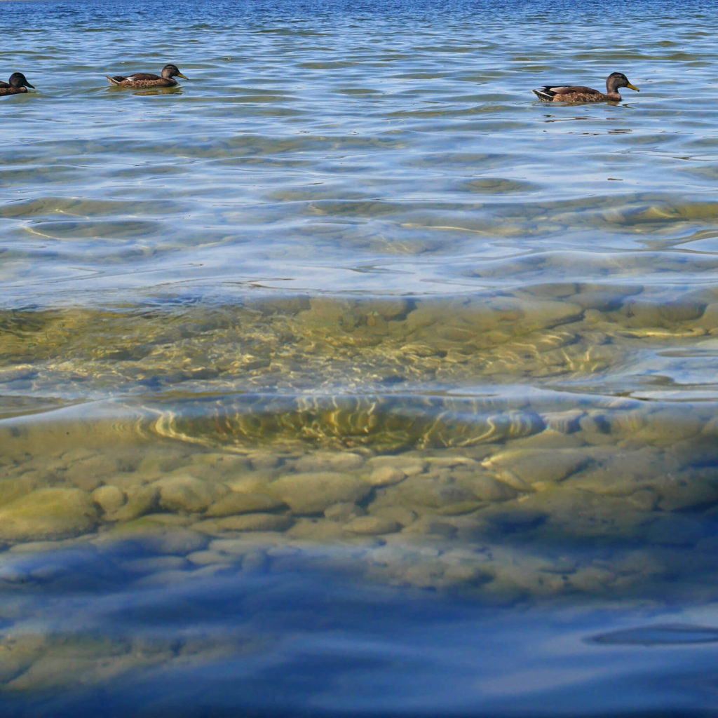 enten staffelsee