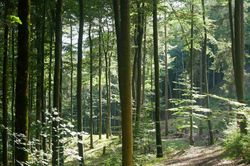 Kirchbichlrundweg Wald