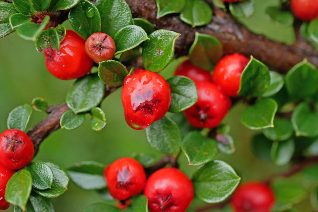 Kriegergedächtniskapelle Garmisch Beeren