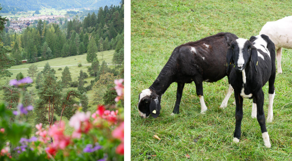 Kriegergedächtniskapelle Garmisch Schafe