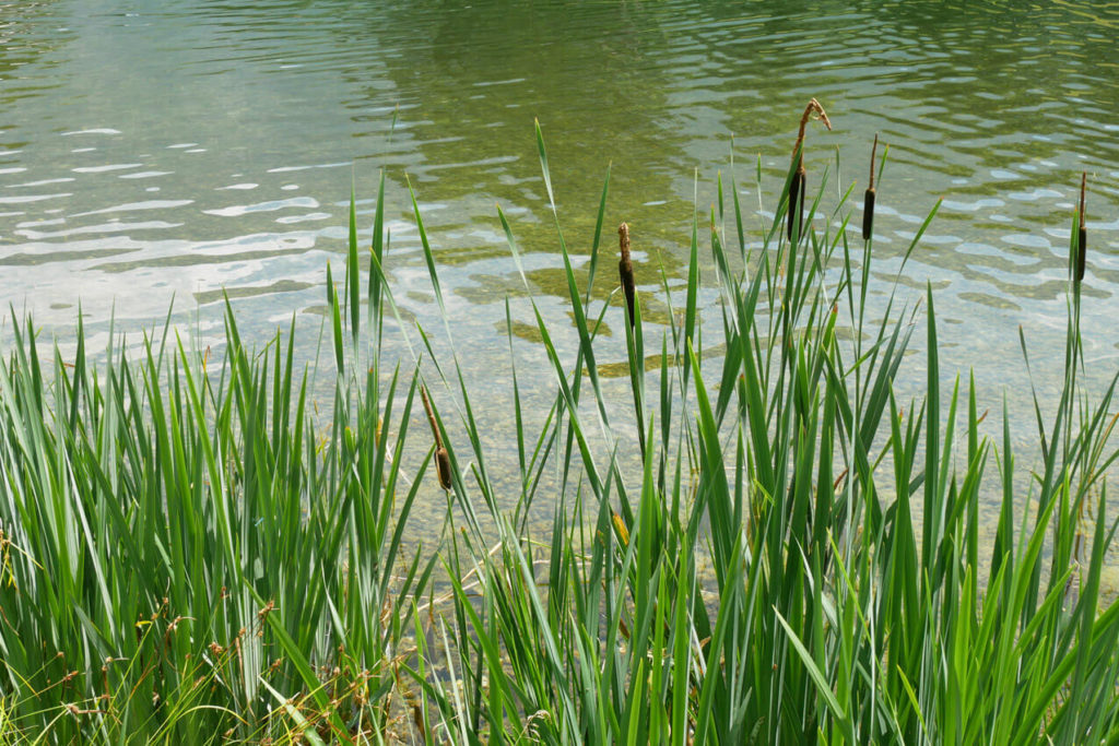 Schwimmbad Oberau Bepflanzung