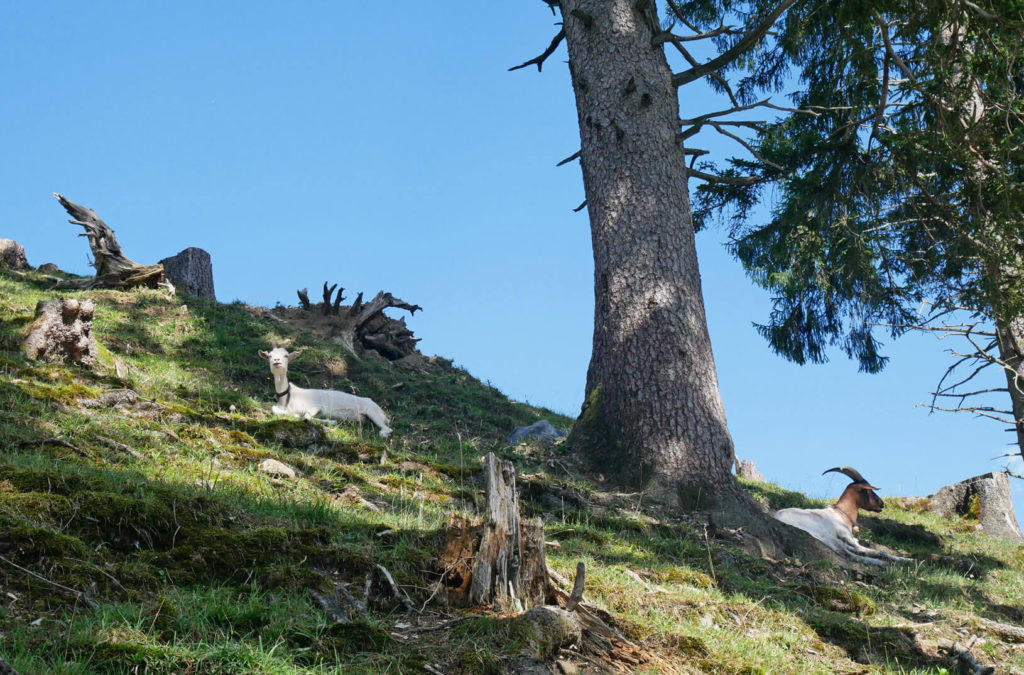 Aufacker Oberammergau Ziegen