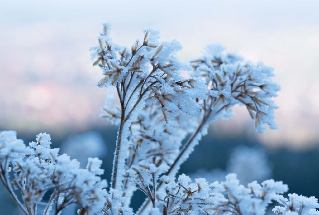 Hörnle Frost