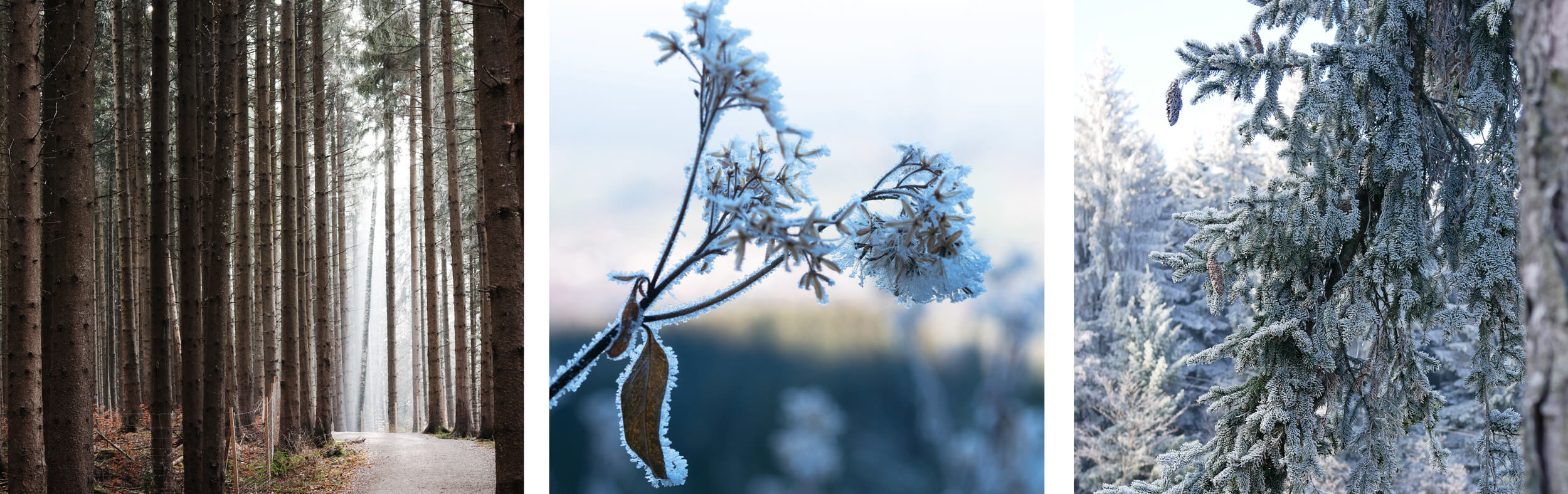 Hörnle Frost Natur