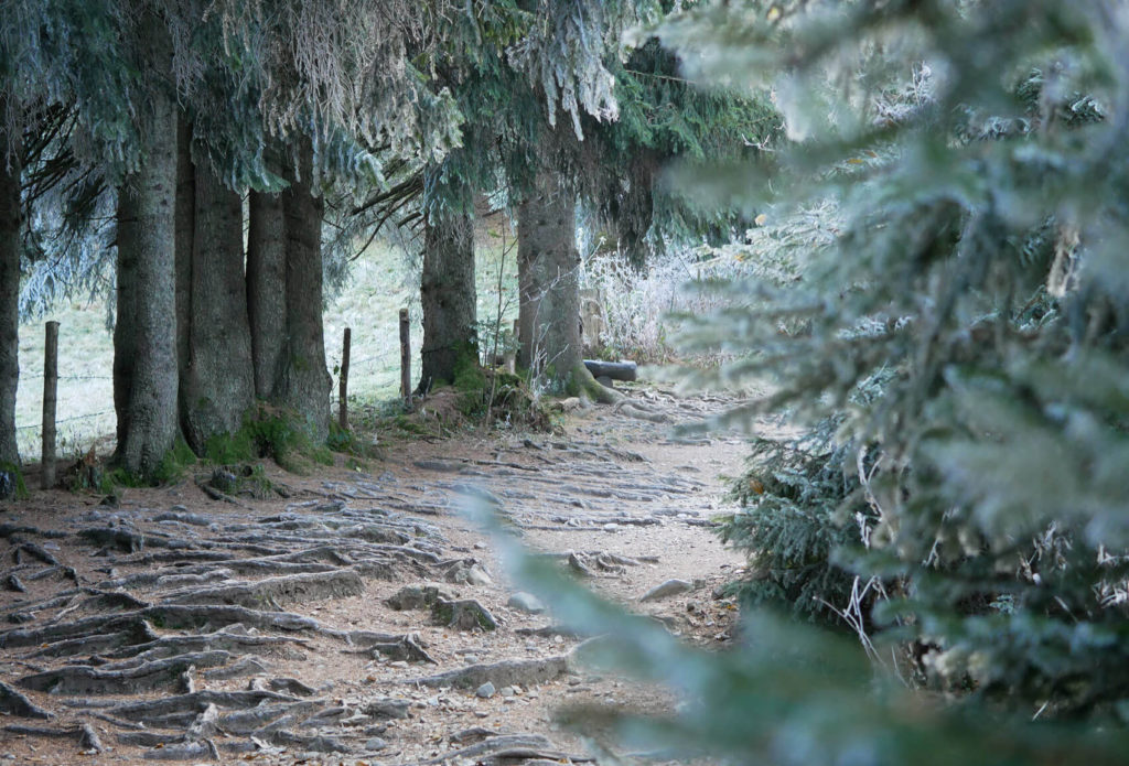 Hörnle Wald Wanderung