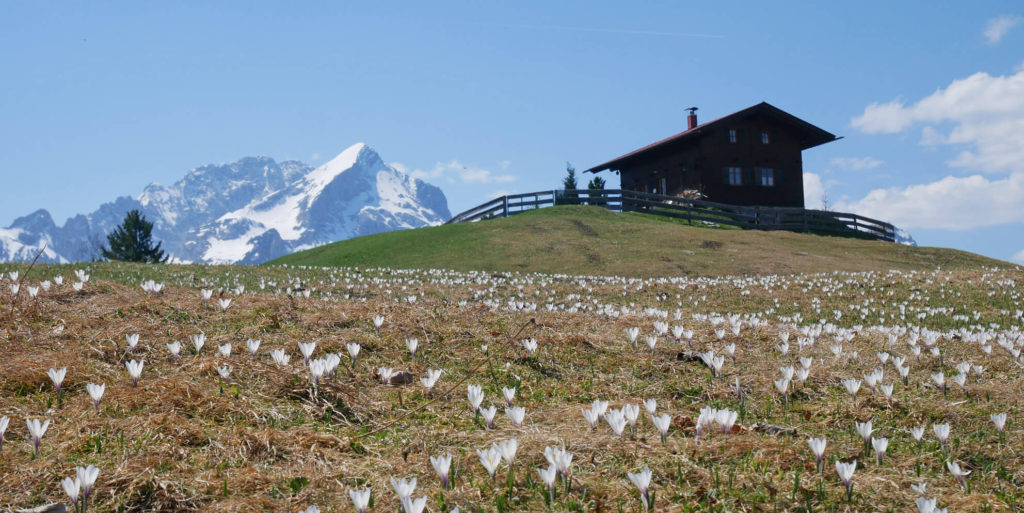 eckbauer frühling alpspitze