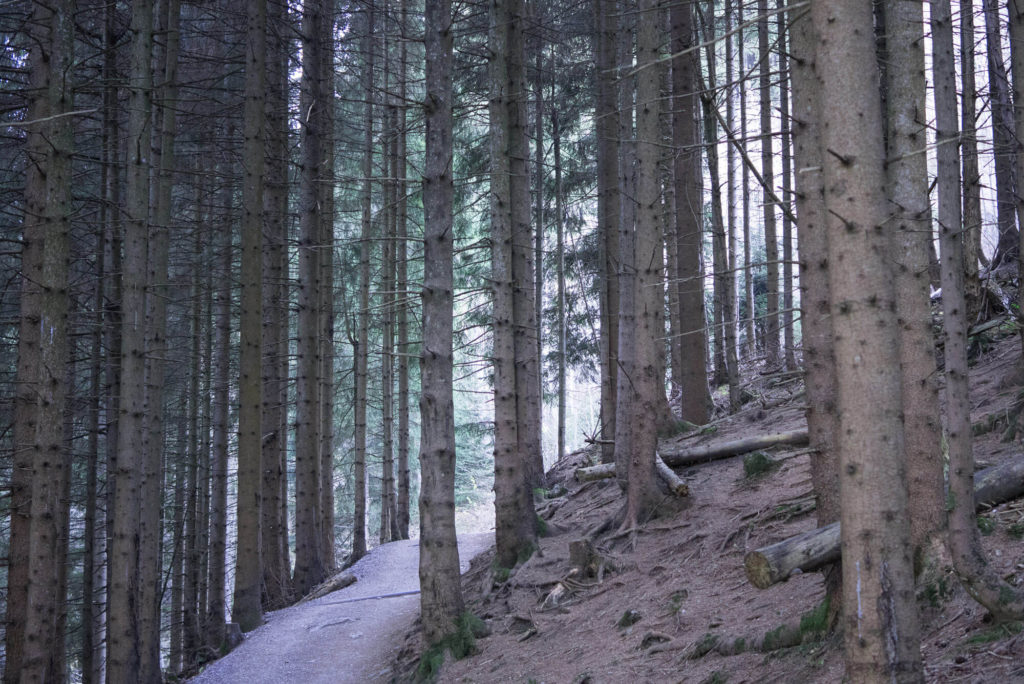 hörnle Wanderung wald