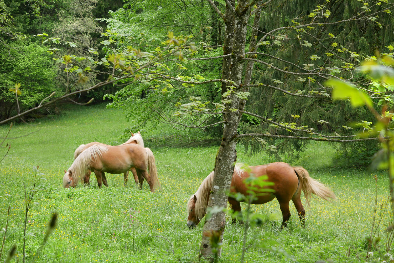 kolbensattel wanderung pferde