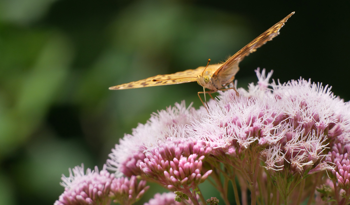 grosser illing schmetterling