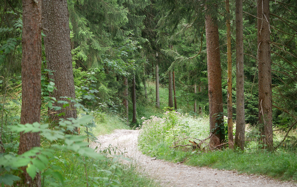 grosser illing weg wald