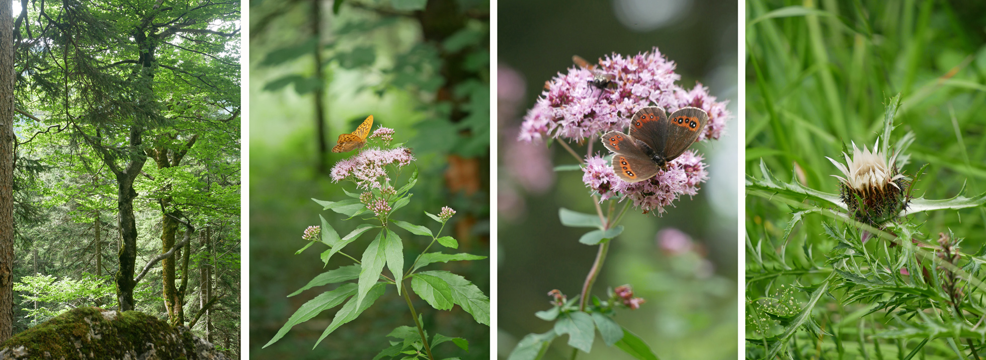 schmetterlinge grosser illing ohlstadt wanderung