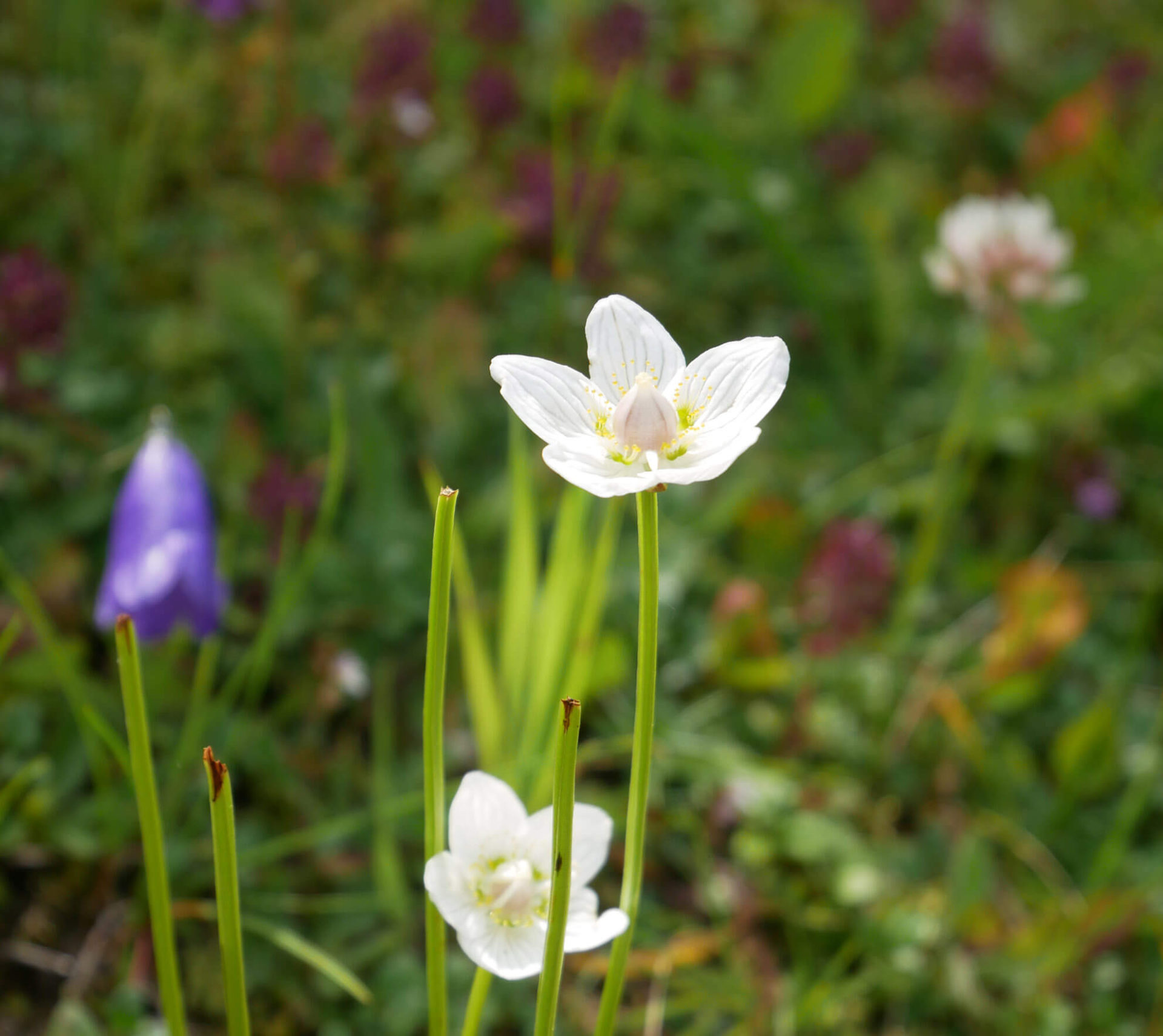 Bunte Bergblumen im Garmisch Classic Gebiet | Garmisch erleben