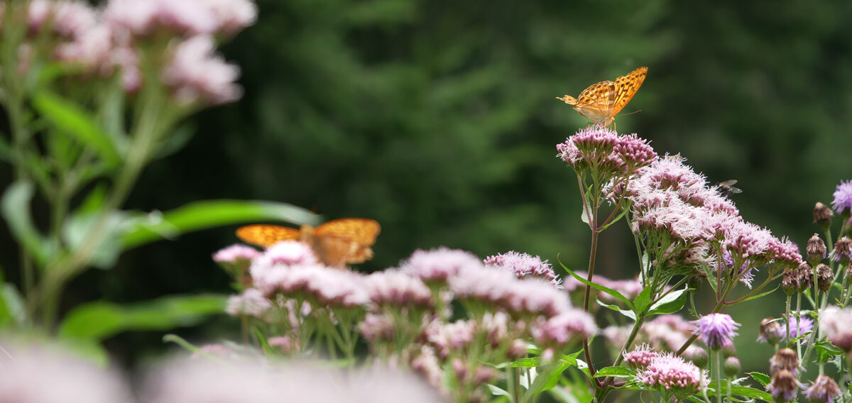 grosser illing schmetterlinge